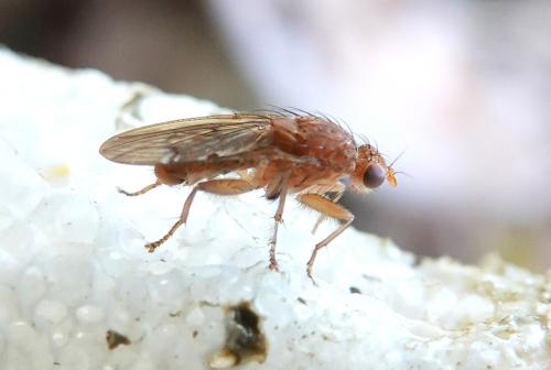 Suillia sp.